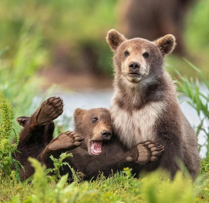 Don't shoot, I fell! - The Bears, Brown bears, Teddy bears, Young, Predatory animals, Wild animals, wildlife, Kuril lake, Kamchatka, The nature of Russia, The photo, Upside down with your paws