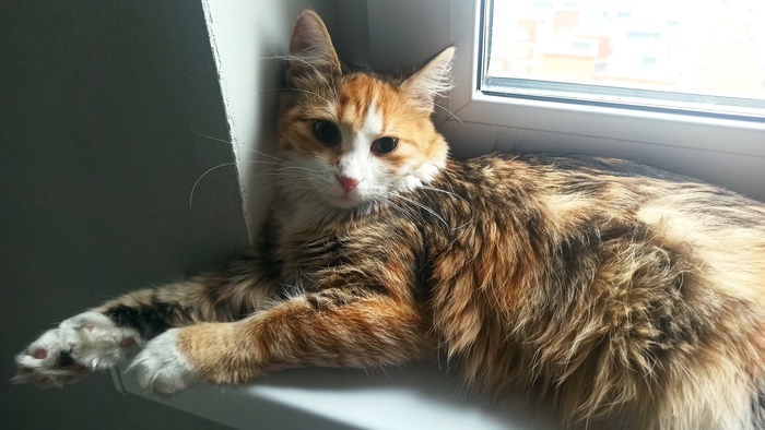 С днем рождения родившихся 12 мая!! Поздравляю всех, кто празднует день рождения вместе со мной!! Просто будьте счастливы!!! И всем котика)