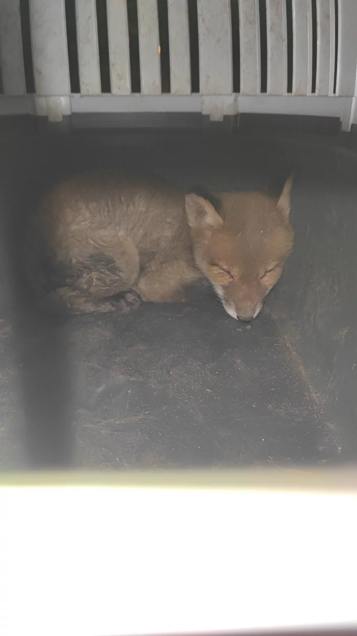 Saving Private Fox - My, Fox, Cats, Wild animals, Saint Petersburg, Animal Rescue, Video, Vertical video, Longpost