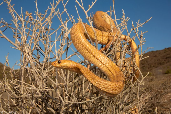 Cape cobra (Naja nivea) - Asp, Cobras, Reptiles, Endemic, Wild animals, wildlife, South Africa, The photo
