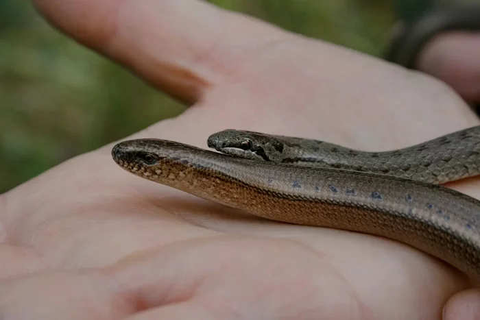 Brittle spindle: How to distinguish a poisonous snake from a good legless lizard? - Spindles, Lizard, Animal book, Yandex Zen, Longpost