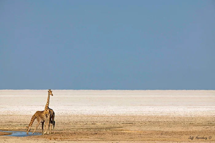 Waterhole in the desert - Rare view, Giraffe, Artiodactyls, Wild animals, wildlife, National park, South Africa, The photo, Waterhole, Desert