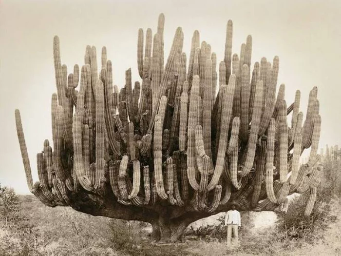 There is a hundred year old oak and there is a hundred year old cactus - Cactus, Long-liver, The photo