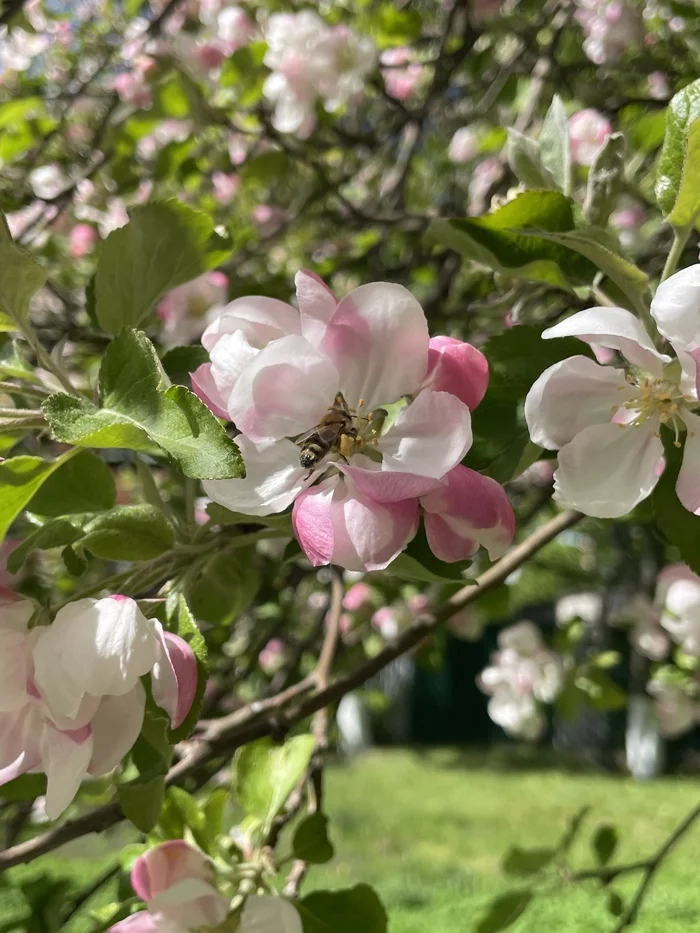 The scent of spring - My, Spring, Flowers, Bloom, Mobile photography, Kaliningrad, Longpost