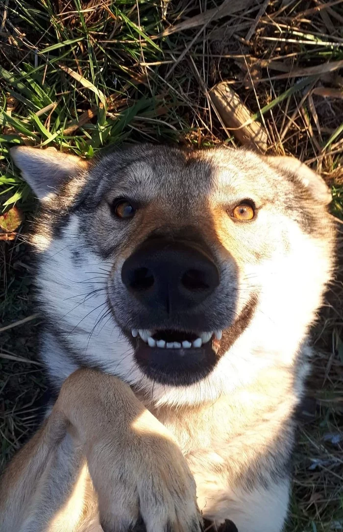 Czechoslovakian wolfdog. - Czechoslovak Vlcak, Dog, Wolfhound, Vlchak, Longpost