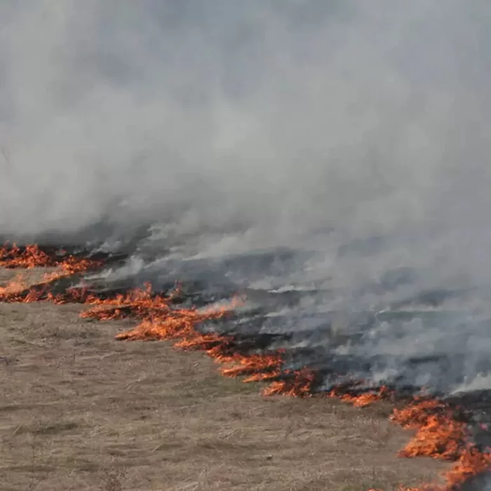 The head of the fire department decided to scare away the wasps and started a large fire - Wasp, Insects, Fire, Firefighters, Japan, Interesting, Wild animals, Fire safety, Longpost