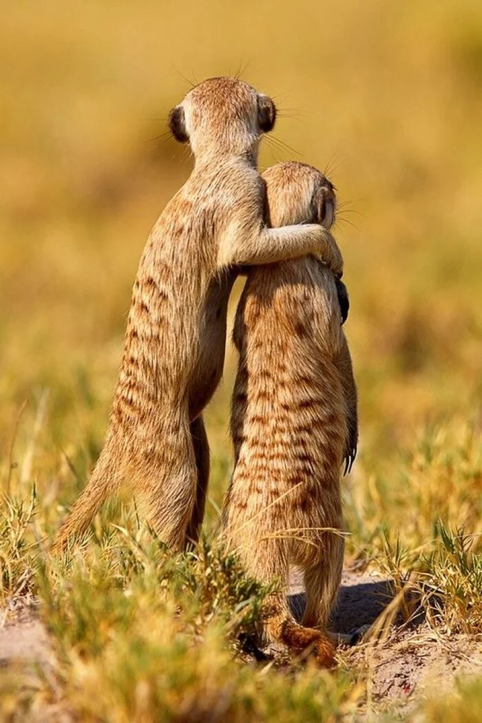 Believe me - The photo, Wild animals, Meerkat