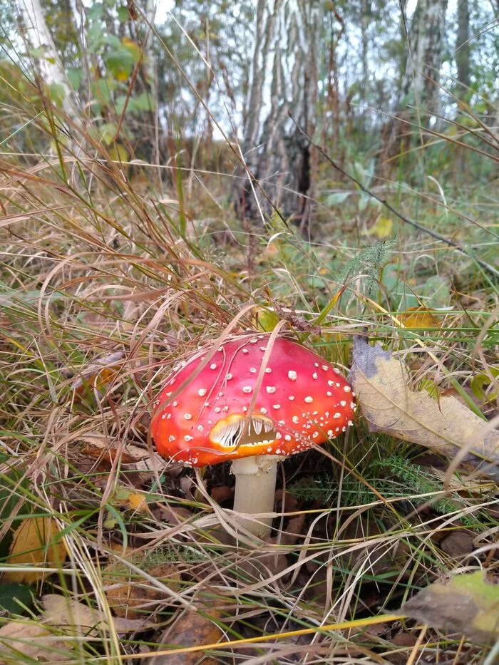 fly agaric - My, Mobile photography, Fly agaric, Mushrooms