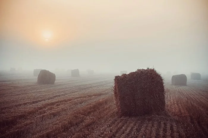 Morning in the field - My, The photo, Canon, Photographer, Autumn, Sunrise, Straw, Morning, dawn, Fog, Field