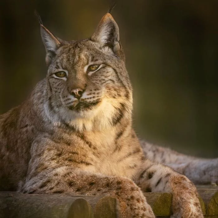 Respectable age. - Lynx, Small cats, Cat family, Wild animals, Predatory animals, Zoo, England, Interesting, Long-liver, Longpost