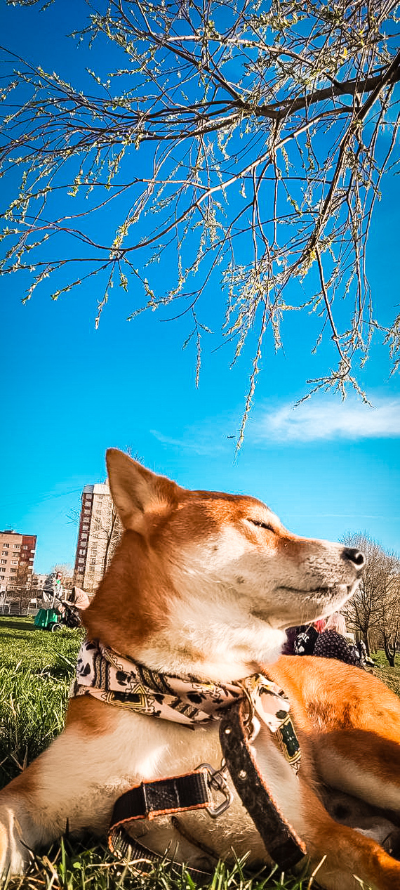 New family member - My, Shiba Inu, Animals, Pets, Dog, Longpost