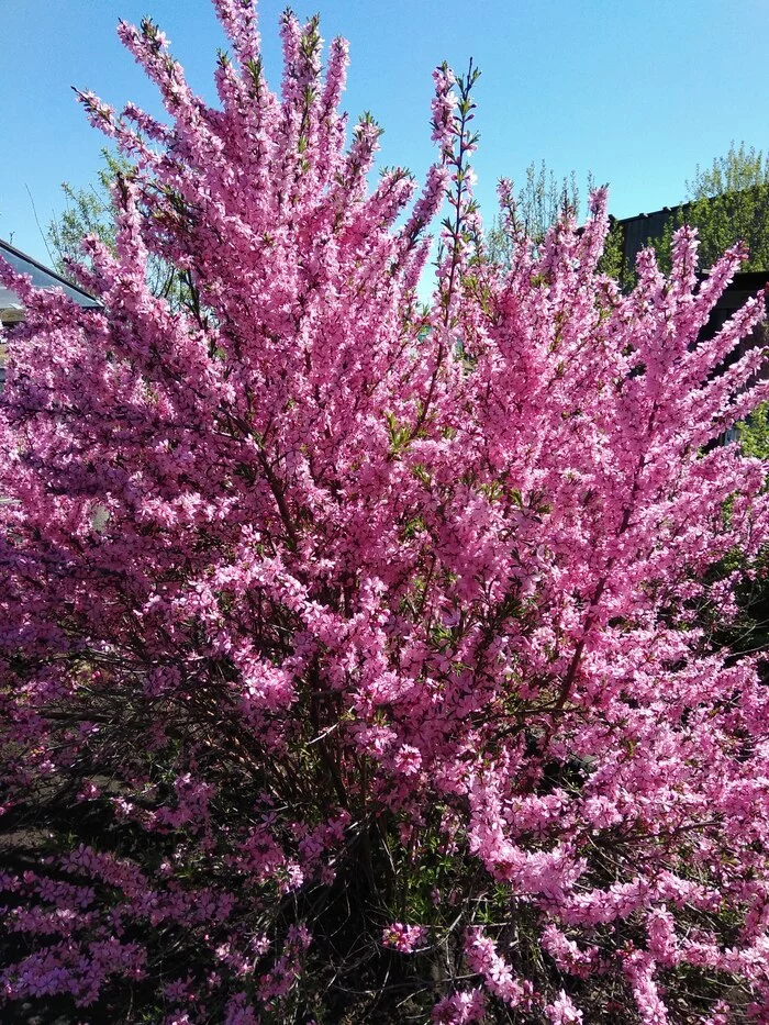 Beauty in tape - Spring, beauty of nature, Bloom, Almond