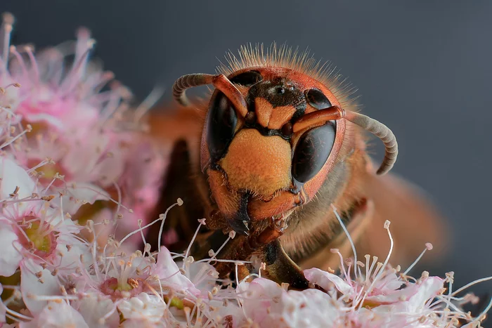 beautiful hornet - My, Nikon, Macro photography, Hornet, Insects