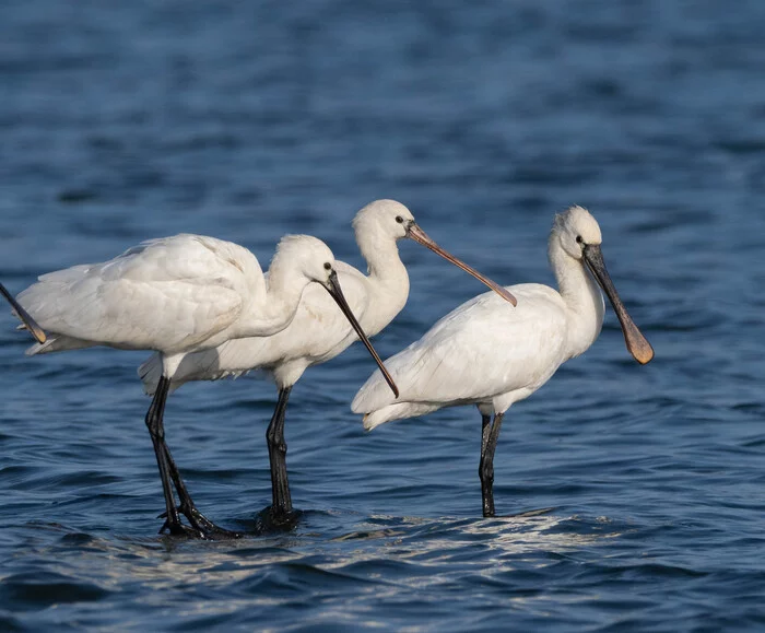 Kus - My, Birds, Kus, Дальний Восток, Longpost, Spoonbill