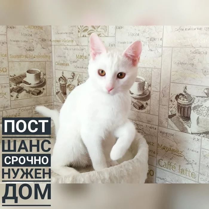 Barsik is no longer needed URGENTLY NEED A HOUSE - My, No rating, cat, Pets, In good hands, Longpost, Moscow, Moscow region