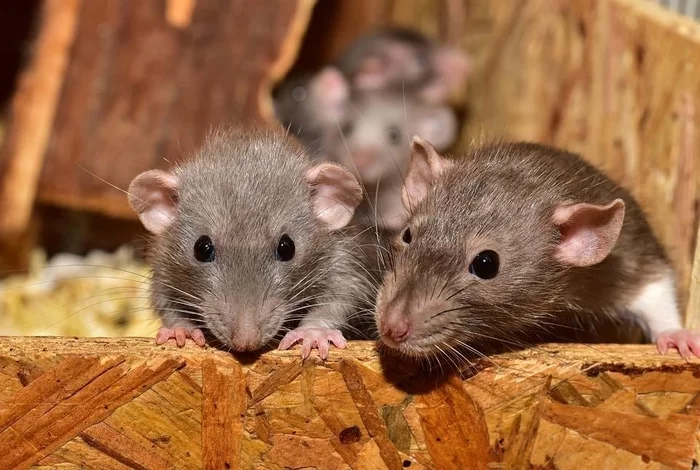 Scientists have learned to treat rats for alcoholism through gene editing - Facts, Scientists, Rat, Longpost, Alcoholism