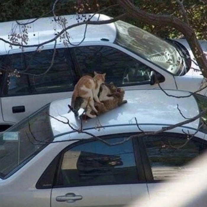 Кот кота ниже живота