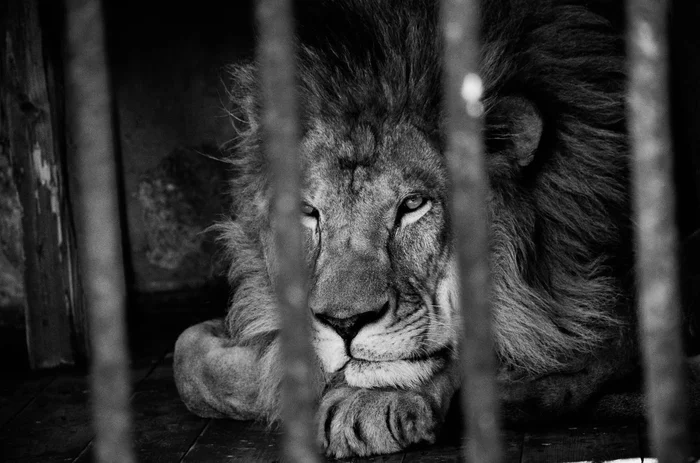 a lion - My, a lion, Leningrad Zoo, Predatory animals, Wild animals, Big cats, Cat family, Black and white photo, Saint Petersburg, Zoo