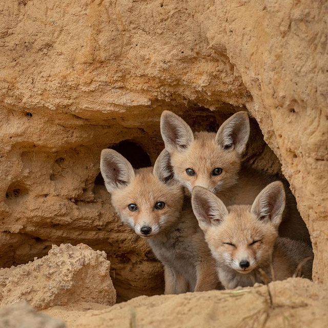 There is always someone who blinked in a group photo. - Fox, Fox cubs, Canines, Predatory animals, Wild animals, wildlife, Israel, Asia, The photo, Young