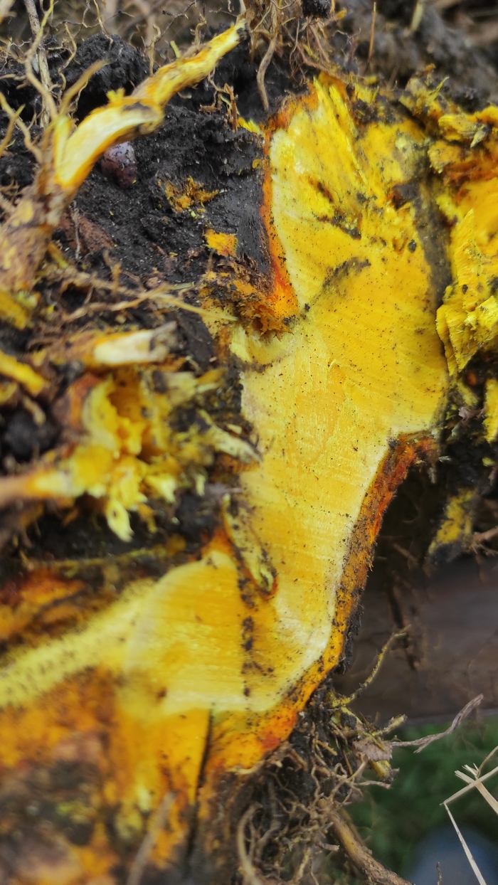 ������ ���������