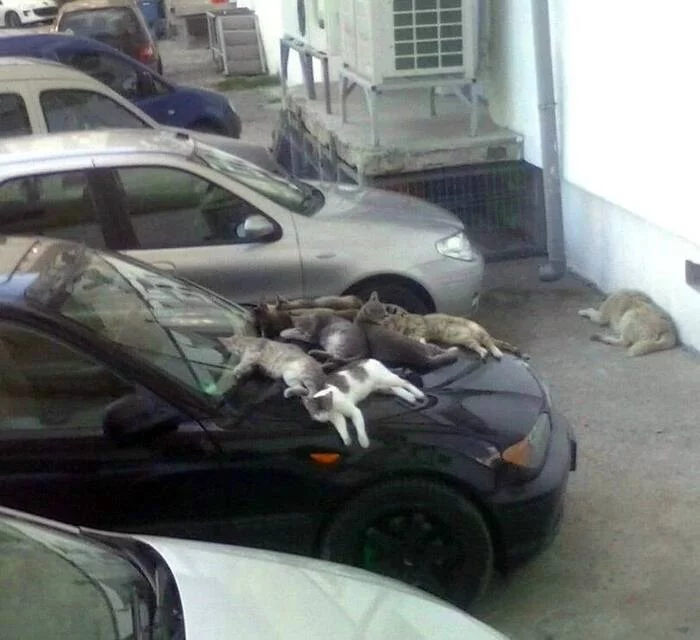 Buy a BMW, they said... BMW is a cat magnet, they said... - cat, Car, Bmw