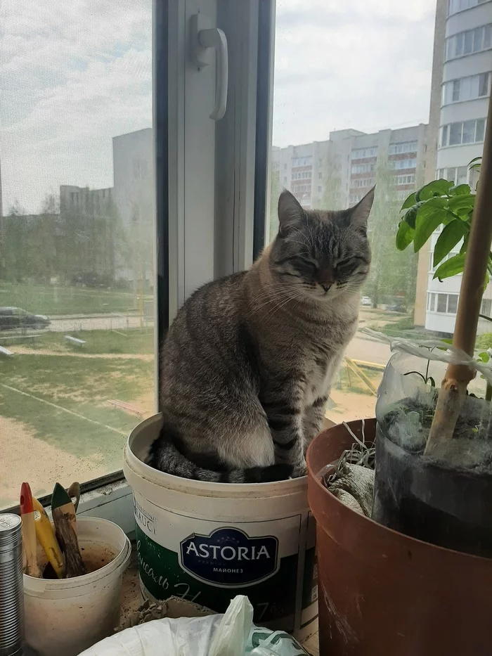 seedling kote - My, cat, Spring, Seedling, Fat cats