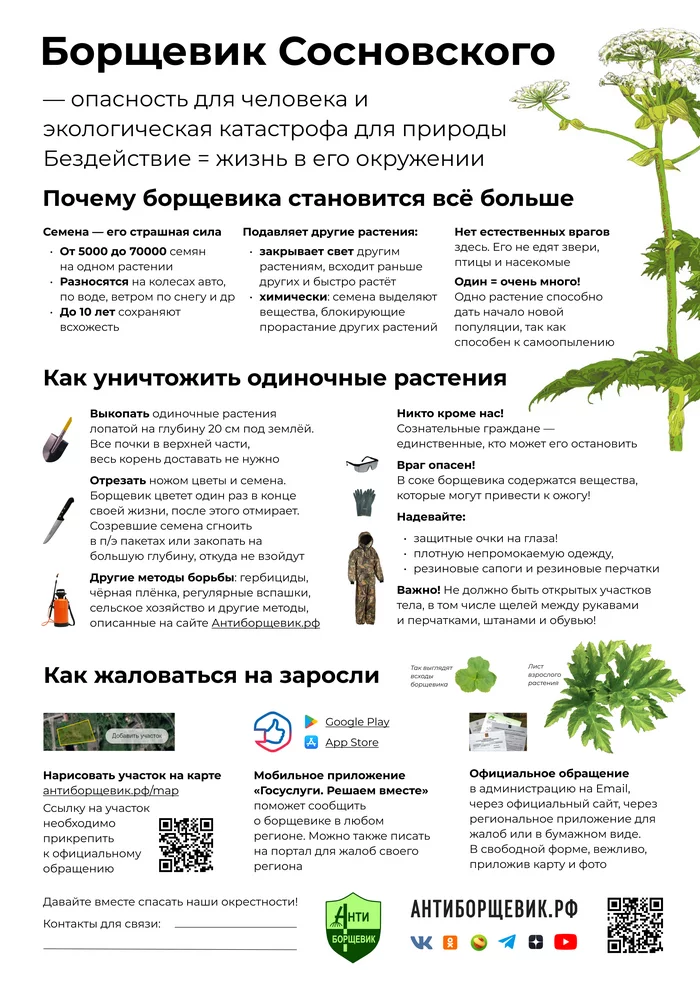 A new version of the announcement for those who are looking for helpers in the fight - My, Plants, Hogweed, ANTI-FISHING AGENT, The nature of Russia, Announcement, Leaflets, Social activities, Neighbours