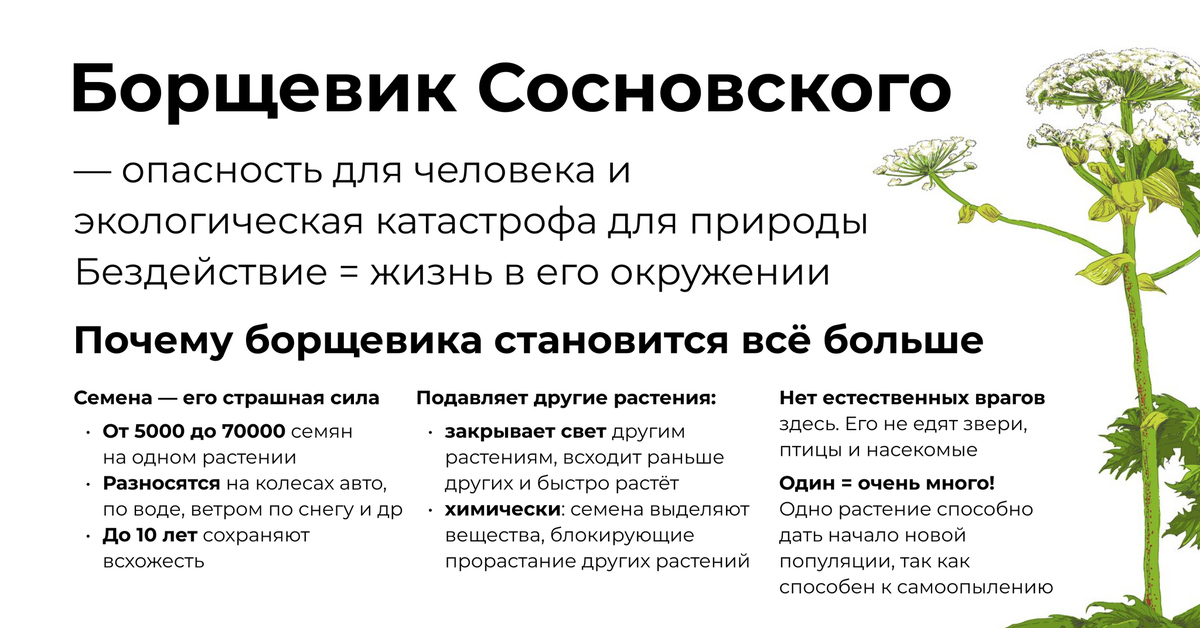 Борщевик сосновского википедия