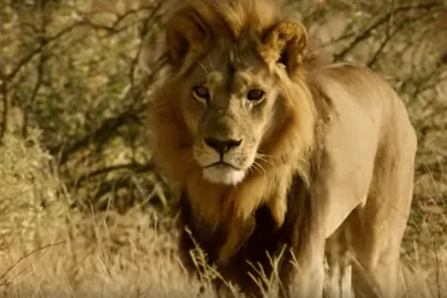 Androgynous lionesses: abnormal females with male traits - Lioness, Androgynous, Botswana, South Africa, National park, Wild animals, a lion, Africa, wildlife, Big cats, Cat family, Predatory animals, Mane, Popular mechanics, Longpost