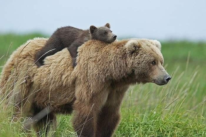On my mother's neck - The Bears, Teddy bears, On the neck, The photo, Milota