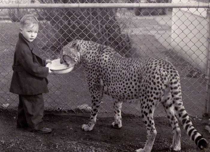 When I instructed the child to feed the cat ... :3 - Cheetah, Wild animals, Children, Feeding, The photo, From the network, Black and white photo