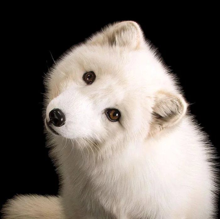 You are all so cute! - The photo, Wild animals, Arctic fox, Canines, Predatory animals