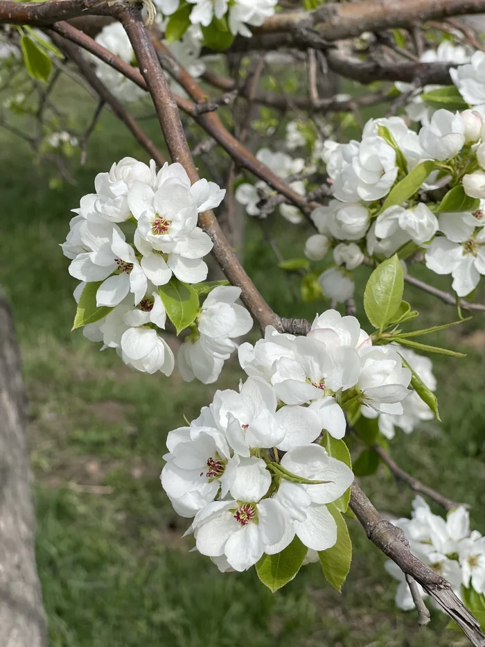 When apple trees bloom... - My, Apple tree, Spring, Flowers, May, Yekaterinburg, The photo, Bloom