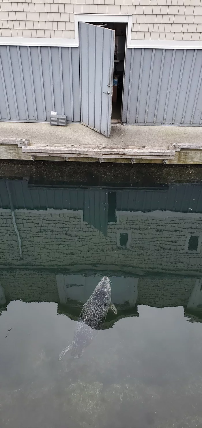 Also a cat - My, Fur seal, cat, Zhdun, Expectation, Canada, Marine life, Longpost