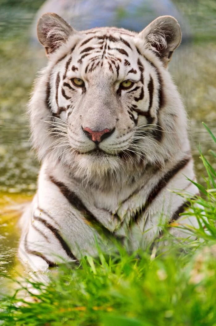 female white tiger - Endangered species, Bengal tiger, White tiger, Tiger, Big cats, Cat family, Predatory animals, Wild animals, Zoo, The photo, Longpost, Female