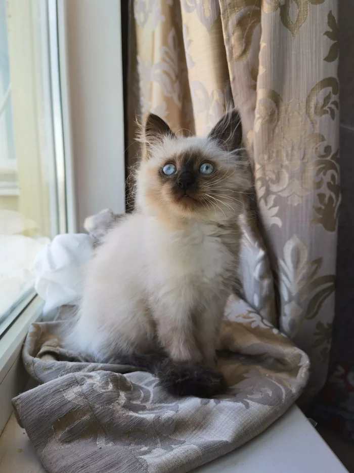 Musya 2.5 months - My, Kitten Woof, Kitten from Lizyukova Street, cat