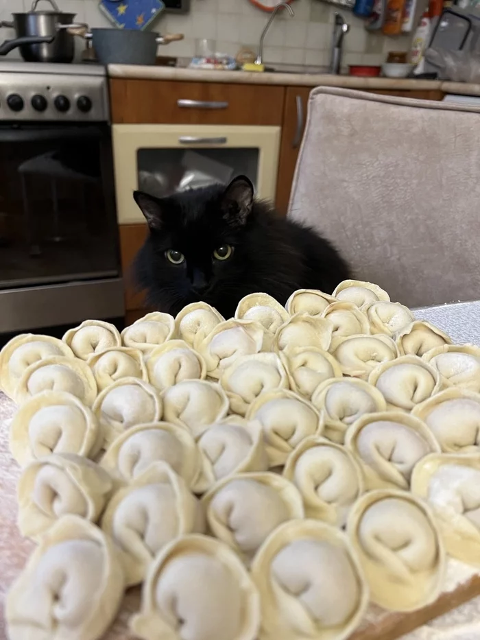 Mistress, turn away, please. - My, cat, Dumplings, Food, Pets