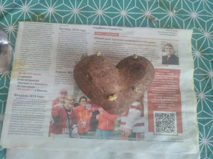 From Belarus with love - My, Republic of Belarus, Minsk, Potato, Heart, Pareidolia