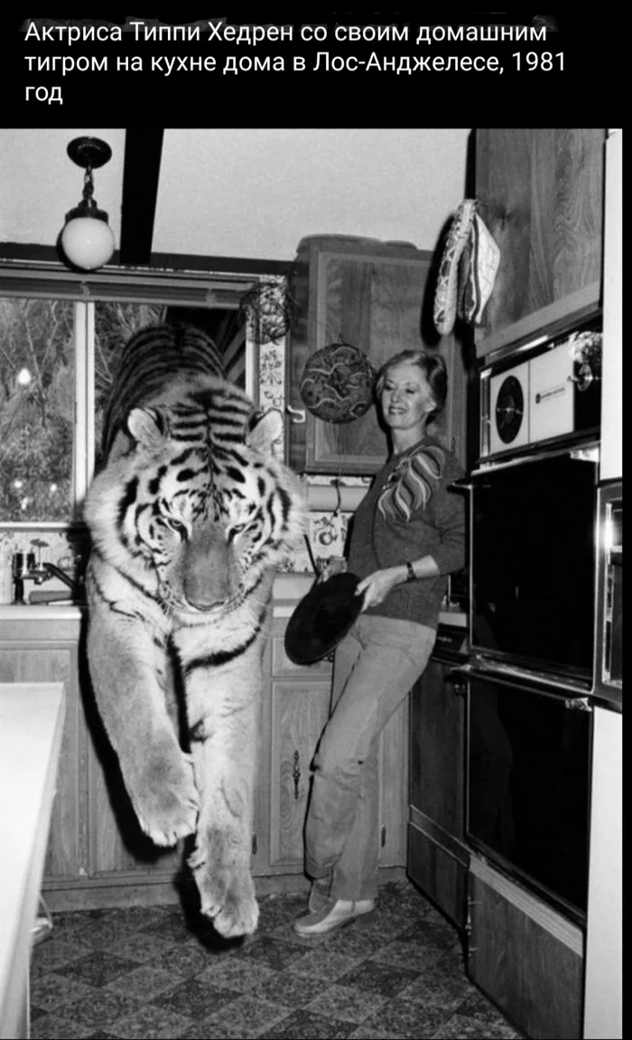 Actress and tiger - The photo, Old photo, Black and white photo, Picture with text, Actors and actresses, Animals, Tiger, 80-е, Big cats, Wild animals