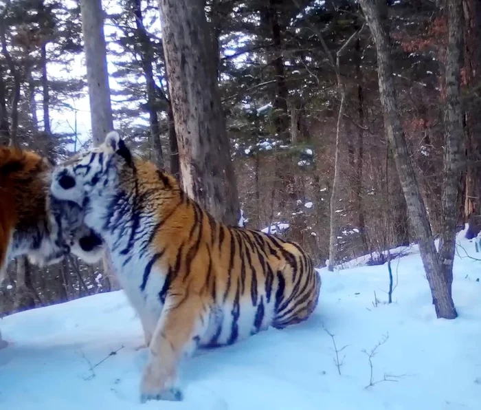 Tiger date promises replenishment in the Ussuriysky Reserve - Amur tiger, Big cats, Cat family, Wild animals, Predatory animals, Red Book, Reserves and sanctuaries, Дальний Восток, Phototrap, Interesting, Positive, Good news, Tiger, Land of the Leopard, National park, Video, Youtube, Longpost, Ussuri region, Sikhote-Alin