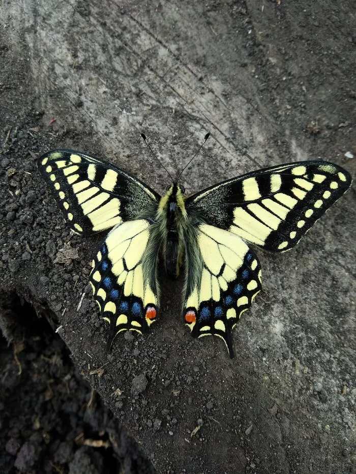 What a beauty met - Spring, beauty of nature, Butterfly, The photo