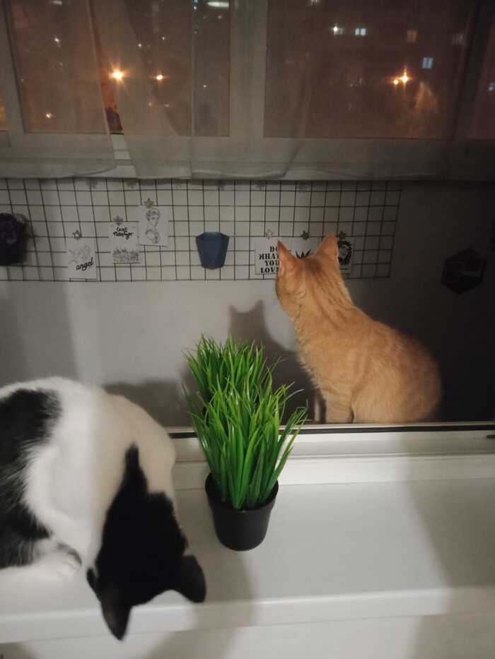 Кошки поругались