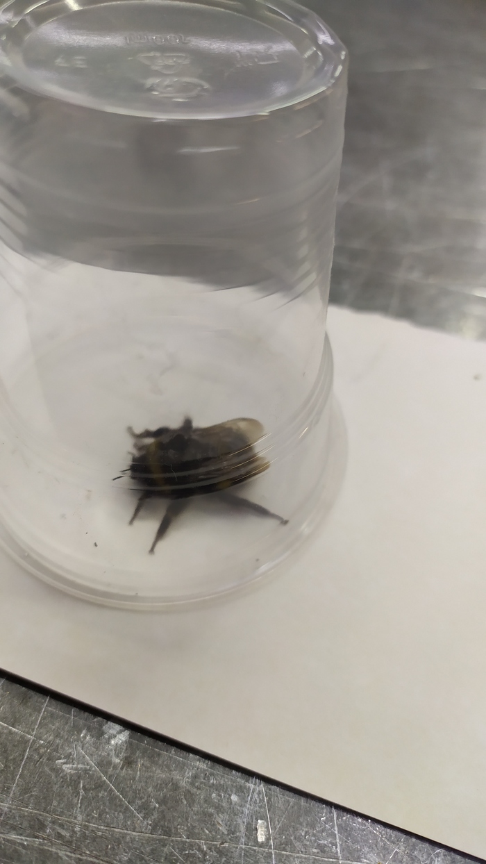 Кормим шмеля