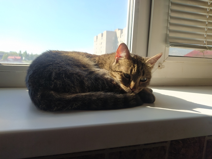 Ответ на пост «Заводской котик 10»