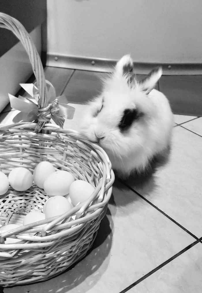 Кроляш упрыгал на радугу