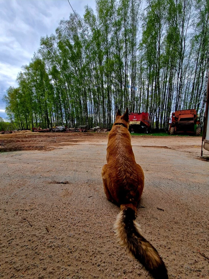 Это не собака - это лиса - Моё, Собака, Семья