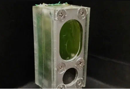Scientists from Cambridge built a computer that worked for six months due to the photosynthesis of blue-green algae - The science, Cambridge, Scientists, Photosynthesis, Seaweed, Scientific discoveries, Battery
