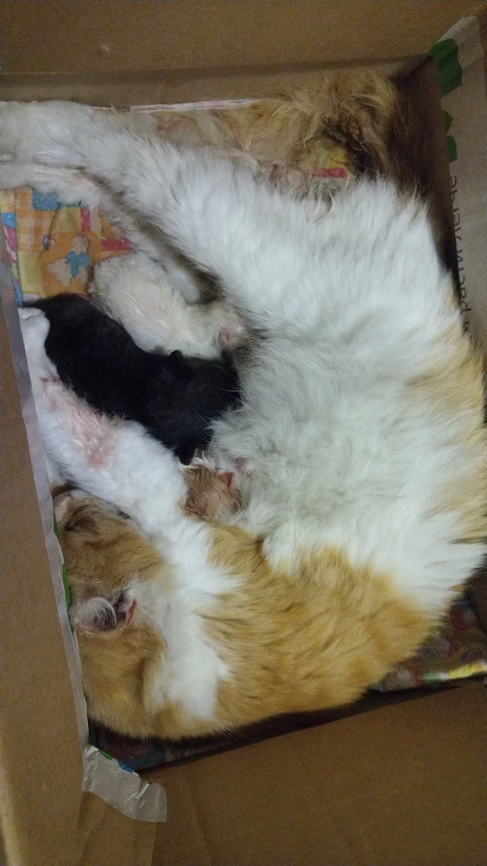 Reply to the post “And today we have a cat. She gave birth to kittens yesterday. - Milota, Birth, Animals, Children, Kittens, Pig, Joy, Rural life, Video, Vertical video, Longpost, Pets, cat