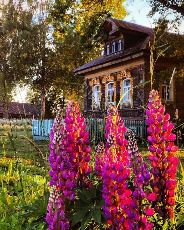 sunset lupins - The photo, Village, Lupine