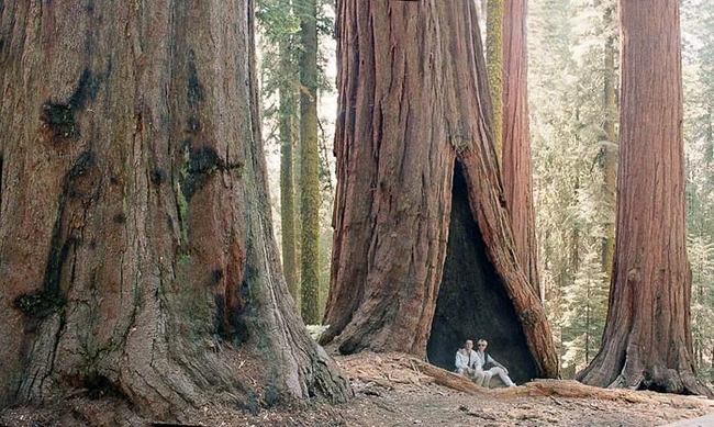 Mammoth tree. On its stump freely fits up to 30 people - Tree, Giant, Nature, Cypress, Relic, beauty of nature, Sequoia, Yandex Zen, Longpost